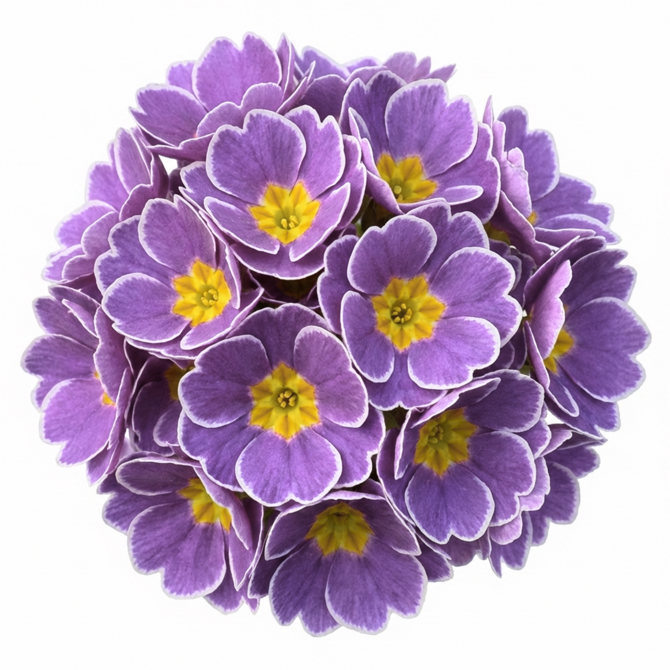 Primula ‘Queen Lilac Picotee’ — Hardy Perennial, Bee-Friendly, 1L Pot (Set of 3 or 6)