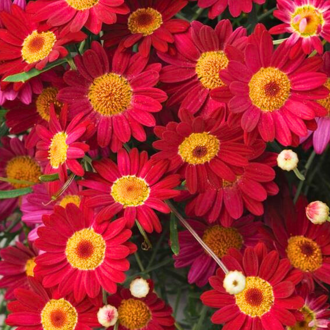 Argyranthemum ‘Madeira Red’ — Hardy Perennial, 10.5cm Pot (Set of 3 or 6)