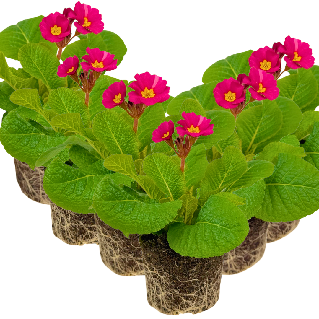 Polyanthus ‘Stella Cherryade’ — Hardy Perennial, 1L Pot