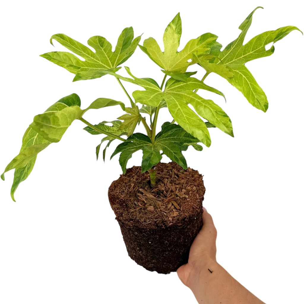 Fatsia ‘Camouflage’ — Hardy Perennial, 3L Pot