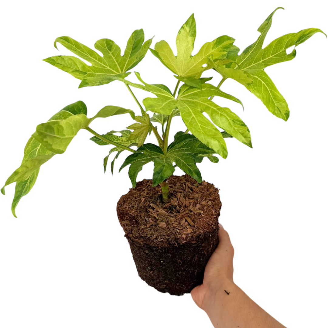 Fatsia ‘Camouflage’ — Hardy Perennial, 3L Pot