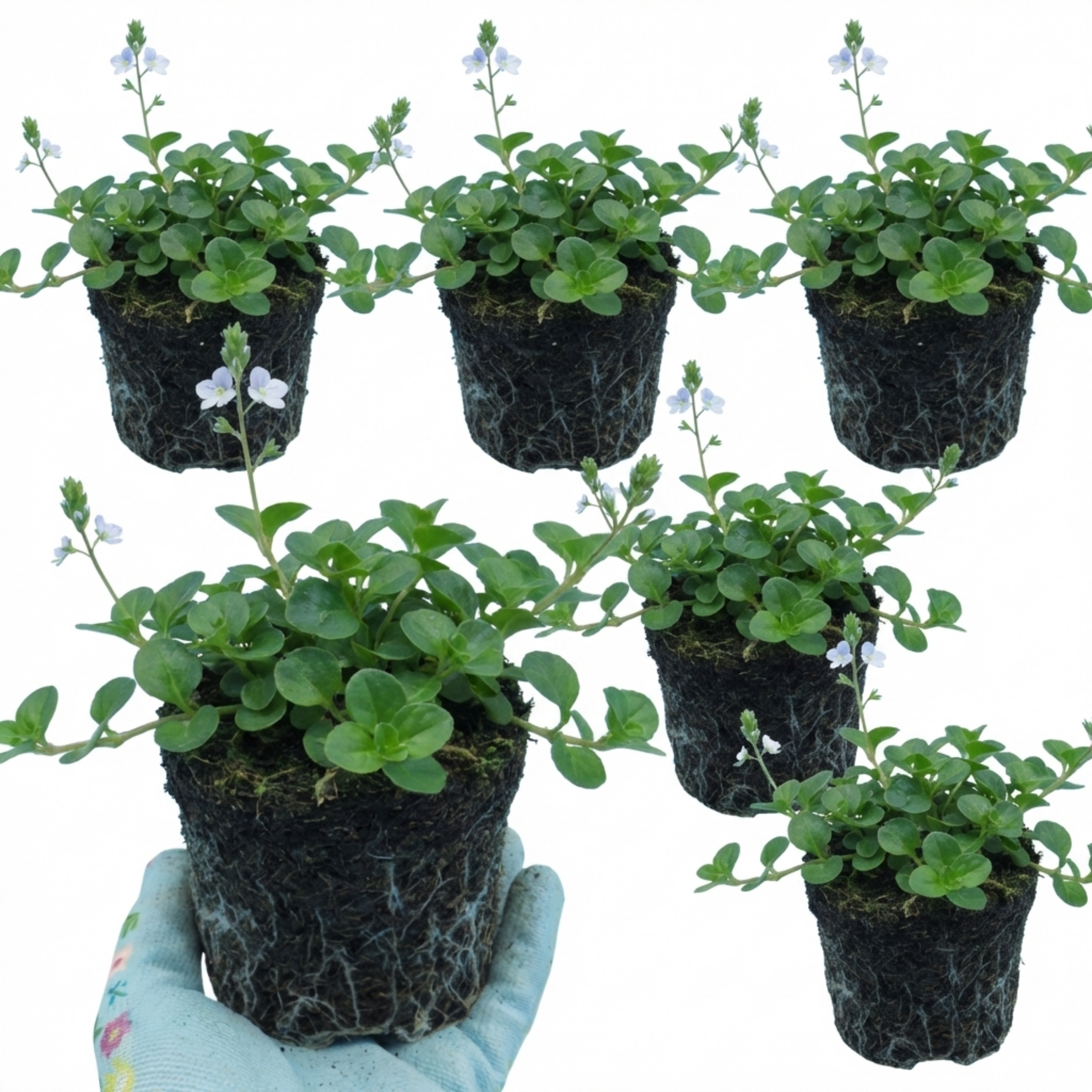 Veronica ‘Repens Creeping Speedwell’ — Hardy Perennial, Bee-Friendly, 1L Pot (Set of 3 or 6)