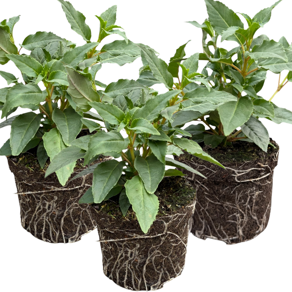 Fuchsia ‘Mariska’ — Patio Fuchsia (semi-tender perennial), Bee-Friendly, 10.5cm Pot (Set of 3 or 6)