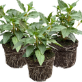 Fuchsia ‘Mariska’ — Patio Fuchsia (semi-tender perennial), Bee-Friendly, 10.5cm Pot (Set of 3 or 6)