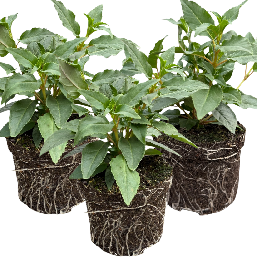 Fuchsia ‘Mariska’ — Patio Fuchsia (semi-tender perennial), Bee-Friendly, 10.5cm Pot (Set of 3 or 6)