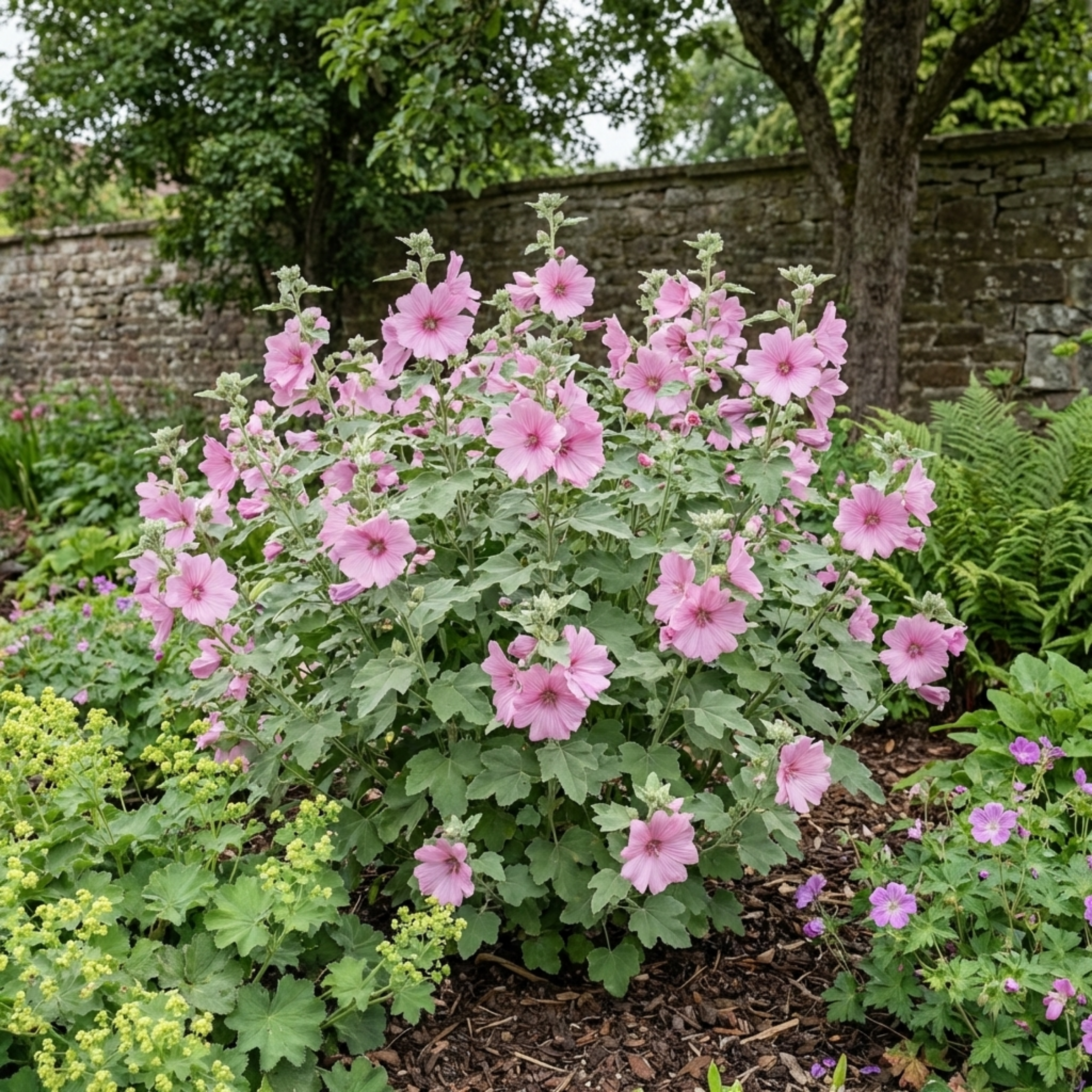 Lavatera ‘Bredon Springs’ — Semi-evergreen Shrub, Bee-Friendly, 2L Pot