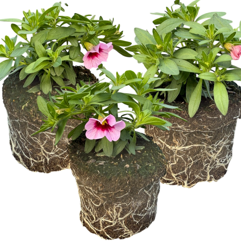 Calibrachoa ‘Cabaret Light Pink Eye’ — Half-Hardy Trailing Annual, Bee-Friendly, 10.5cm Pot (Set of 3 or 6)