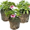 Calibrachoa ‘Cabaret Light Pink Eye’ — Half-Hardy Trailing Annual, Bee-Friendly, 10.5cm Pot (Set of 3 or 6)