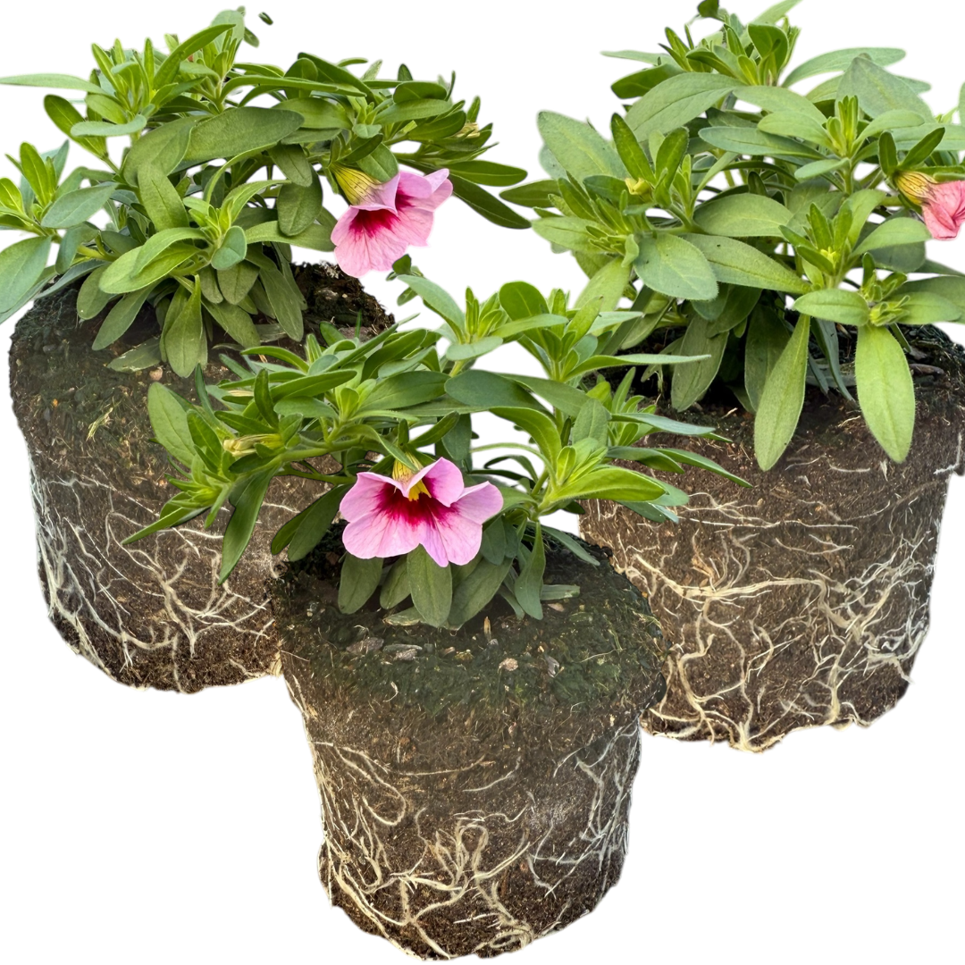Calibrachoa ‘Cabaret Light Pink Eye’ — Half-Hardy Trailing Annual, Bee-Friendly, 10.5cm Pot (Set of 3 or 6)