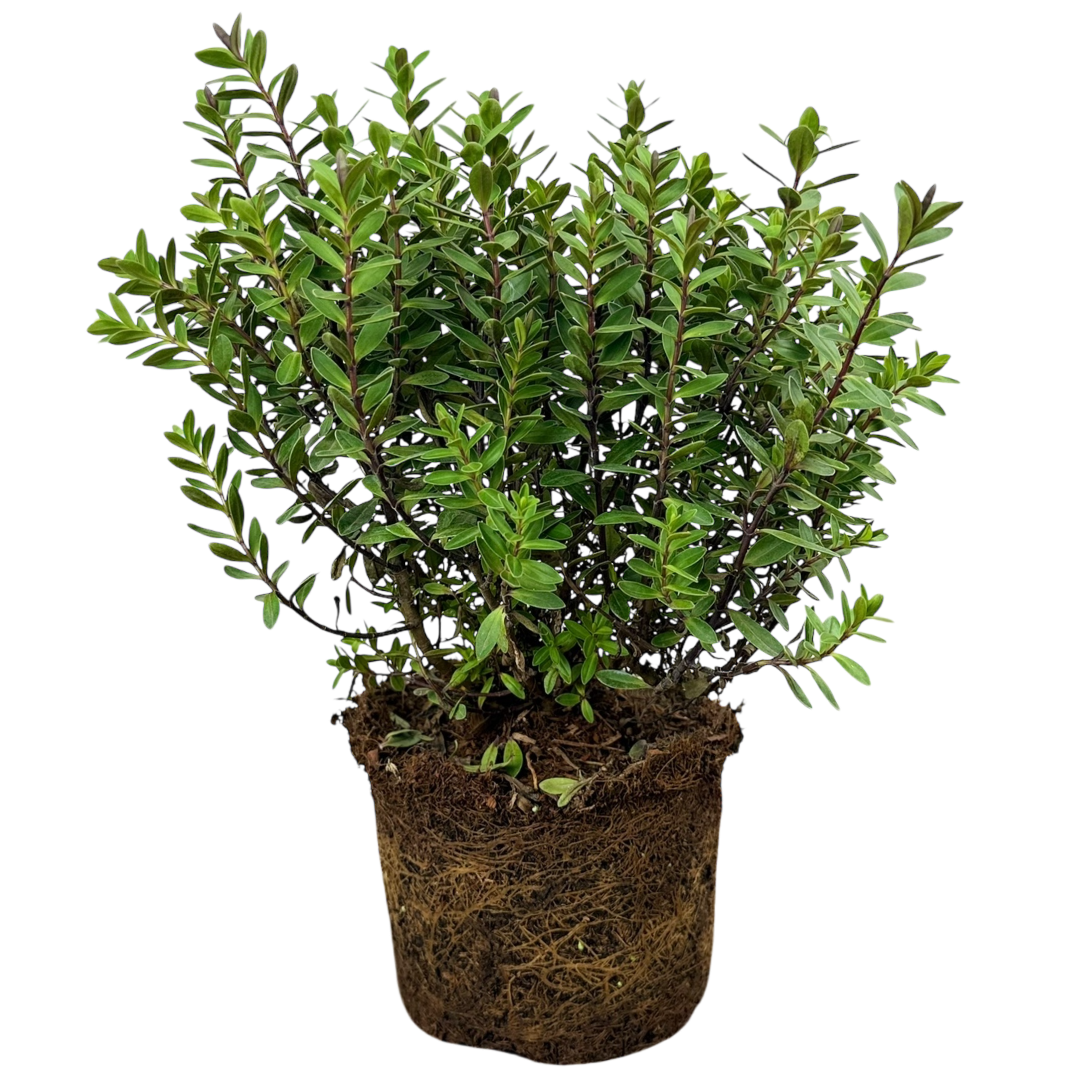 Hebe ‘Little Leaves Red’ — Hardy Shrub, 2L Pot