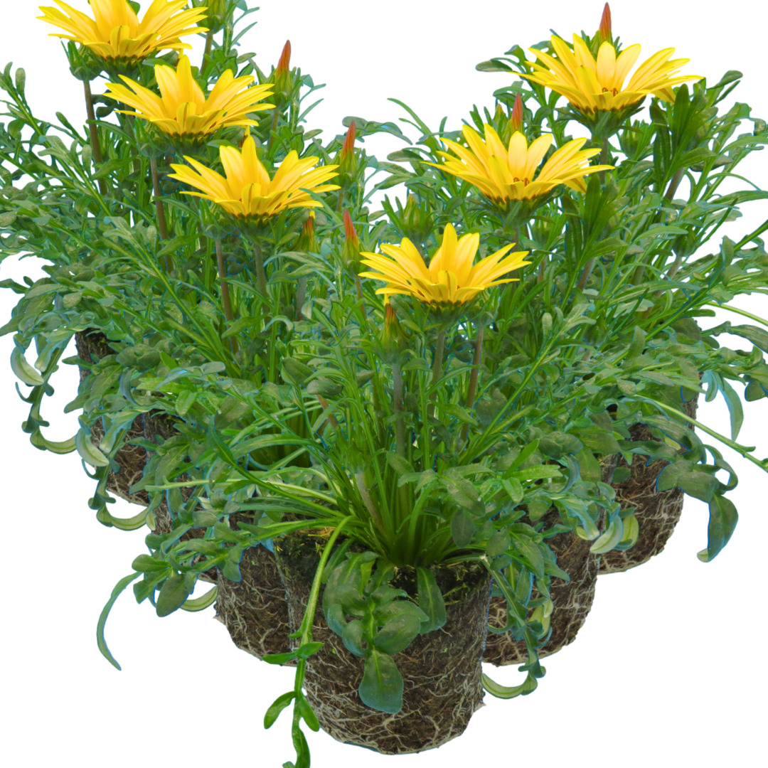 Gazania ‘Kiss Yellow Improved’ — Hardy Perennial, 1L Pot (Set of 3 or 6)
