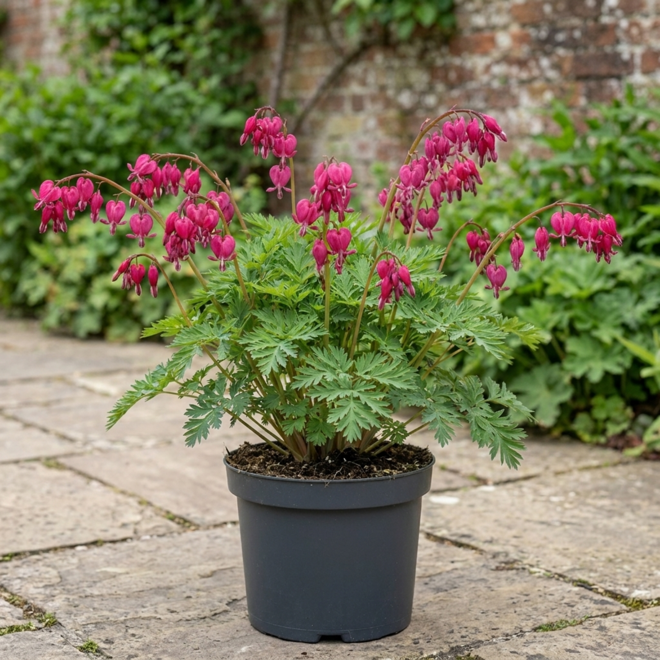 Dicentra ‘Luxuriant Bleeding Heart’ — Hardy Perennial, Bee-Friendly, 17cm Pot