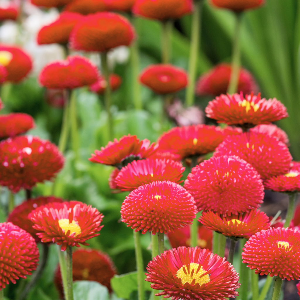 Bellis ‘Red’ — Hardy Perennial, Bee-Friendly, 10.5cm Pot