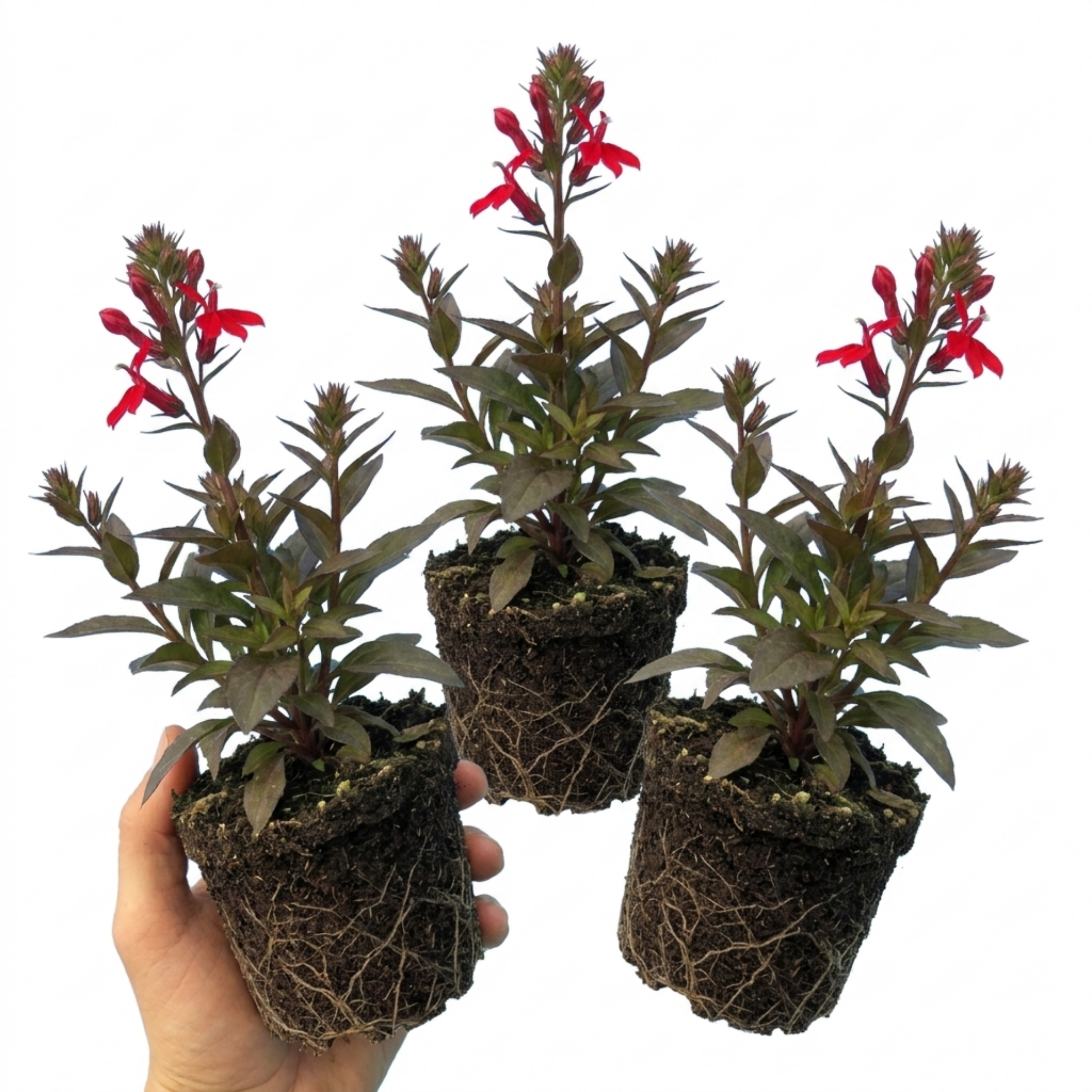 Lobelia ‘Starship Scarlet’ — Herbaceous Perennial, Bee-Friendly, 1L Pot (Set of 3 or 6)
