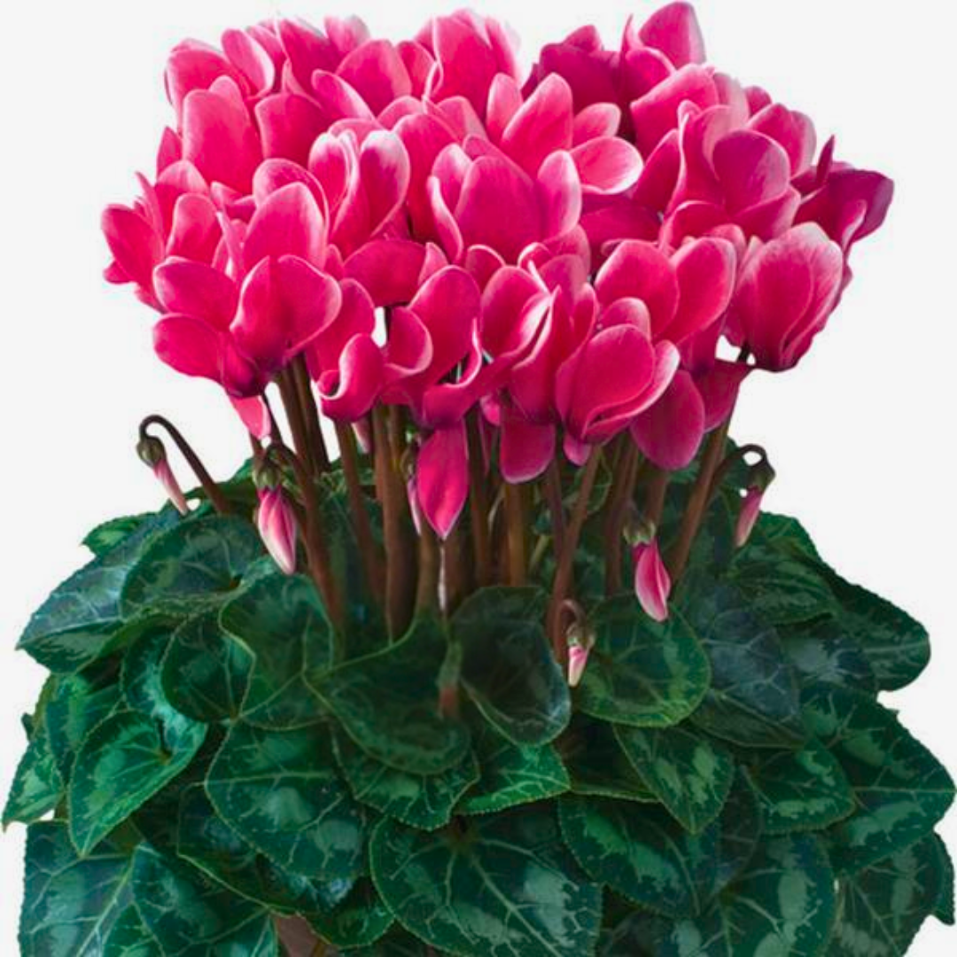 Cyclamen ‘Flame Deep Rose’ — Hardy Perennial, 1L Pot