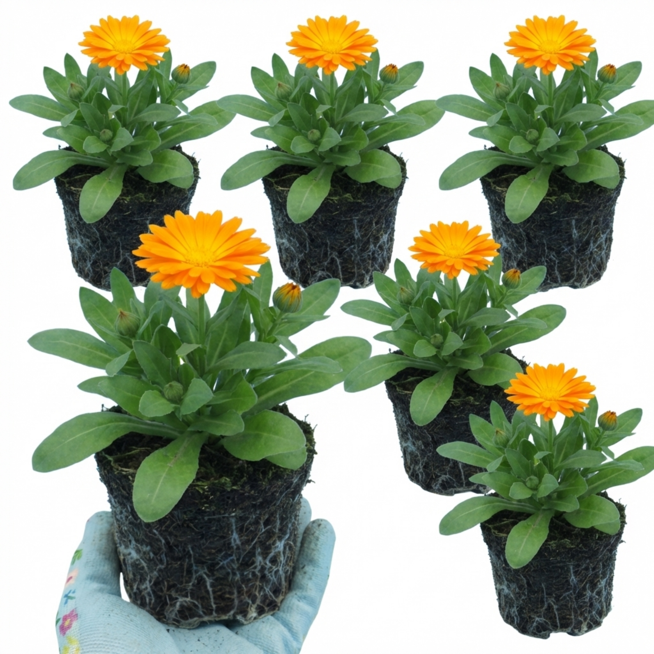 Calendula ‘Fiesta Orange’ — Hardy Perennial, 1L Pot (Set of 3 or 6)