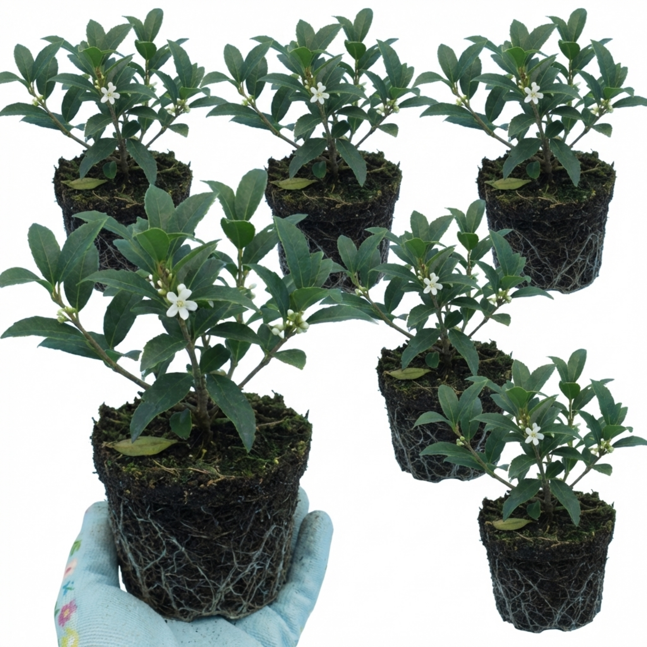 Osmanthus × burkwoodii — Fragrant Evergreen Hedging, Bee-Friendly, 1L Pot (Set of 3 or 6)
