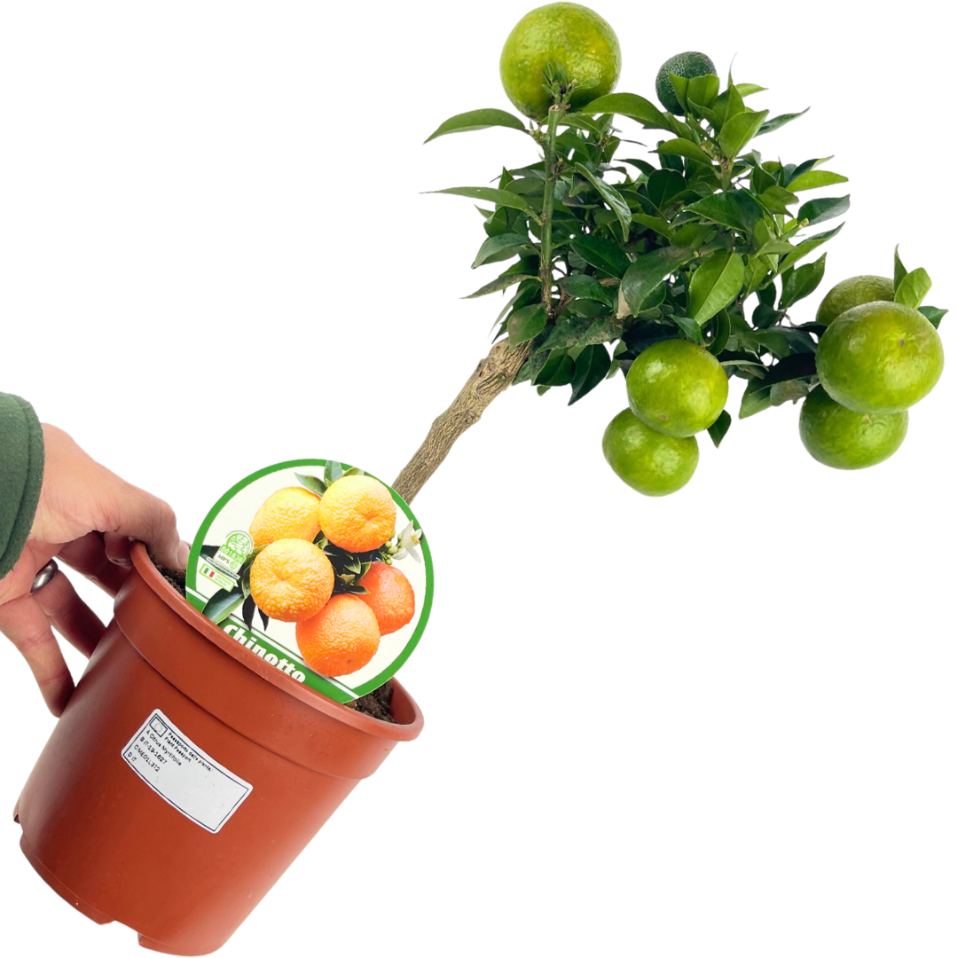 Mini Clementine Tree (Citrus × clementina) — Tender Evergreen Fruit Tree, 15cm Pot