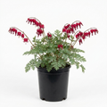 Dicentra ‘Luxuriant Bleeding Heart’ — Hardy Perennial, Bee-Friendly, 17cm Pot