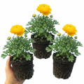 Ranunculus 'Vortex Golden Yellow' — Hardy Perennial, 10.5cm Pot (Set of 3 or 6)