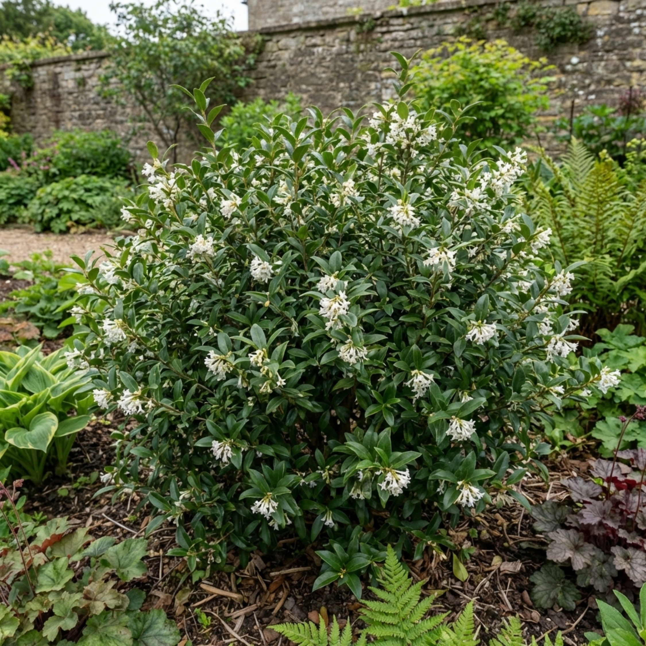Osmanthus ‘Burkwoodii’ — Evergreen Shrub, Bee-Friendly, 3L Pot