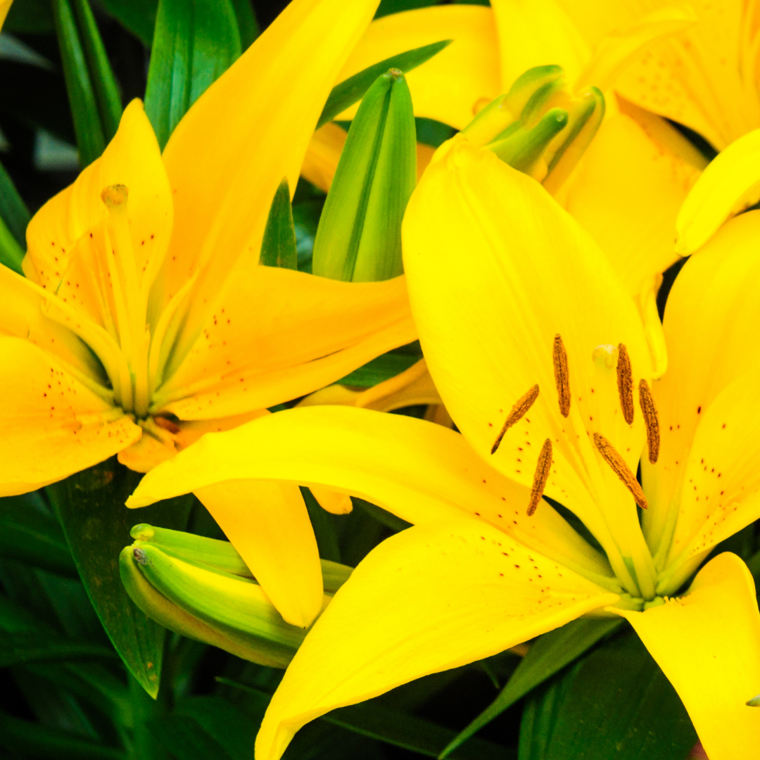 Lilium ‘Yellow’ — Hardy Bulb, Bee-Friendly, 1L Pot (Set of 3 or 6)