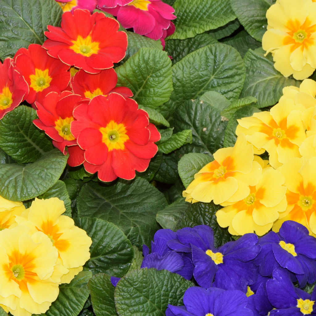 Primrose ‘Growers Selection’ — Hardy Perennial, Bee-Friendly, 10.5cm Pot