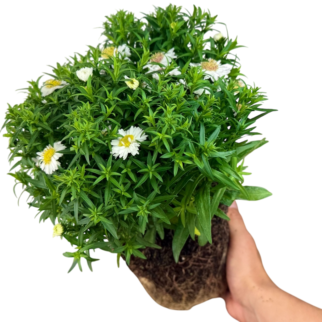 Aster ‘Alpha White’ — Hardy Perennial, 2L Pot