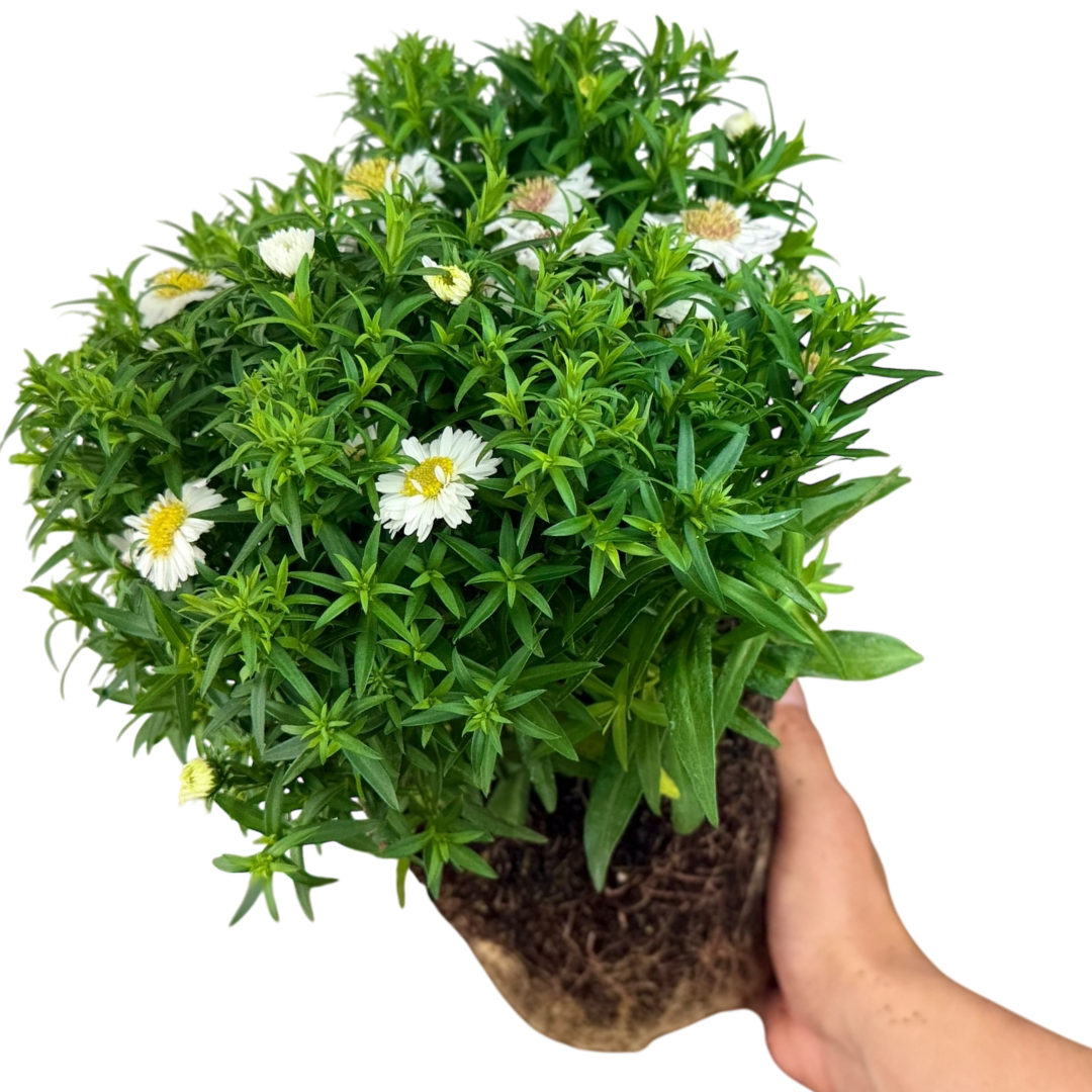 Aster ‘Alpha White’ — Hardy Perennial, 2L Pot