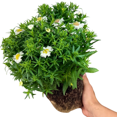 Aster ‘Alpha White’ — Hardy Perennial, 2L Pot