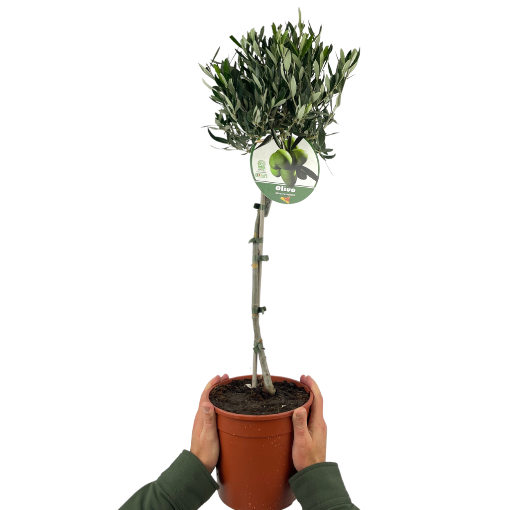 Olive Tree (Olea europaea) — Hardy Evergreen, 3L Pot