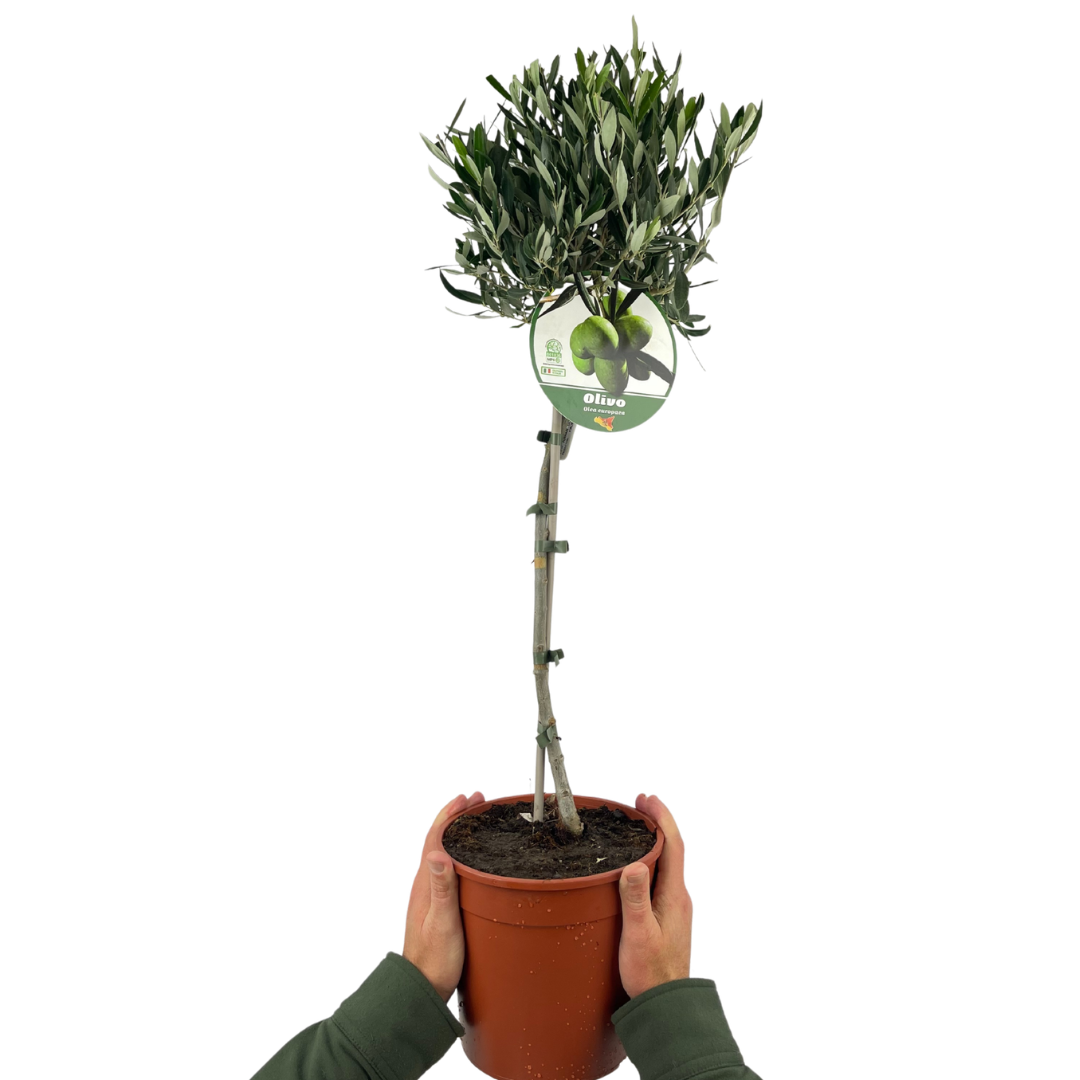 Olive Tree (Olea europaea) — Hardy Evergreen, 3L Pot