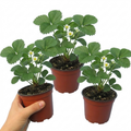 Strawberry ‘Loran’ — Perennial Fruit Plant, 1L Pot (Set of 3 or 6)