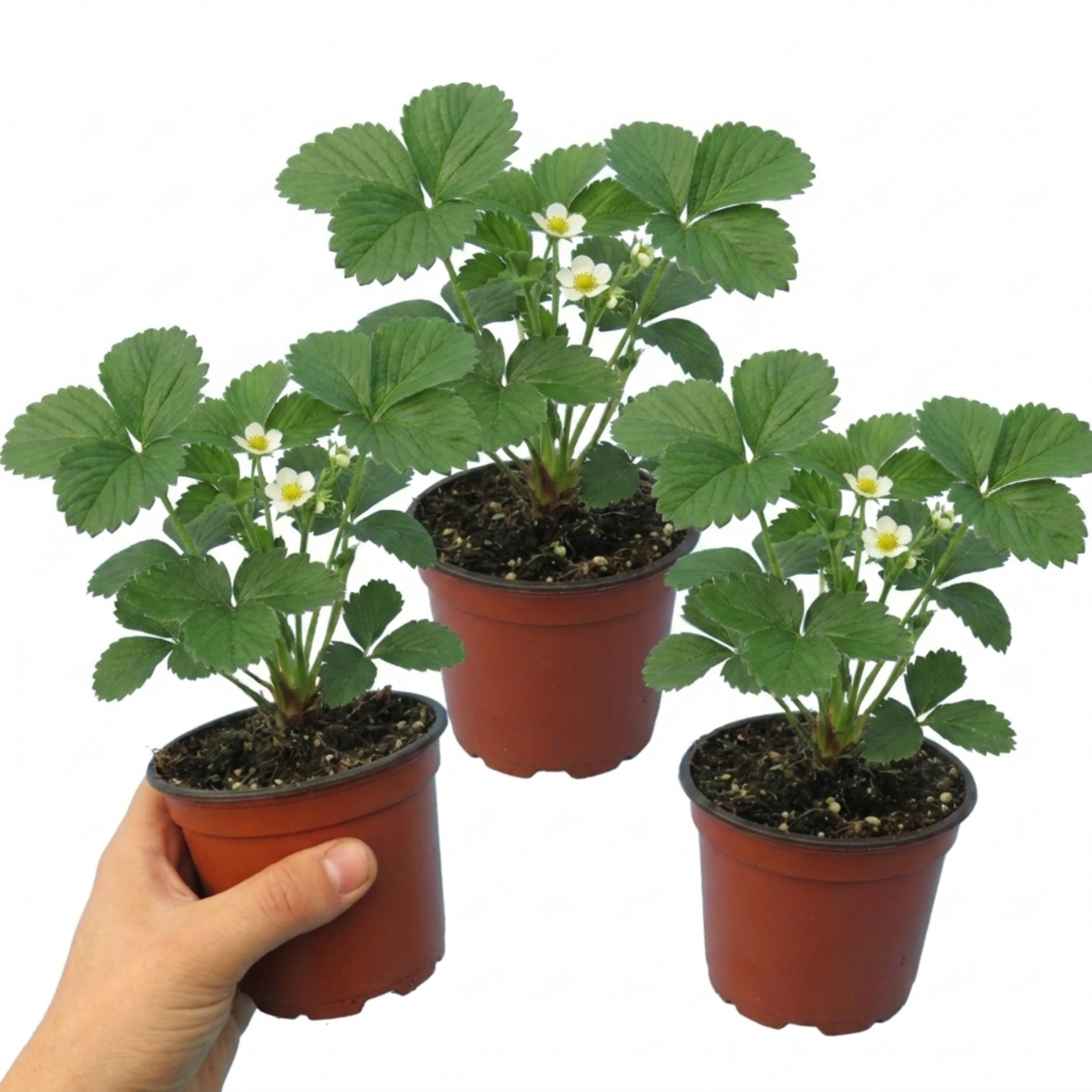Strawberry ‘Loran’ — Perennial Fruit Plant, 1L Pot (Set of 3 or 6)