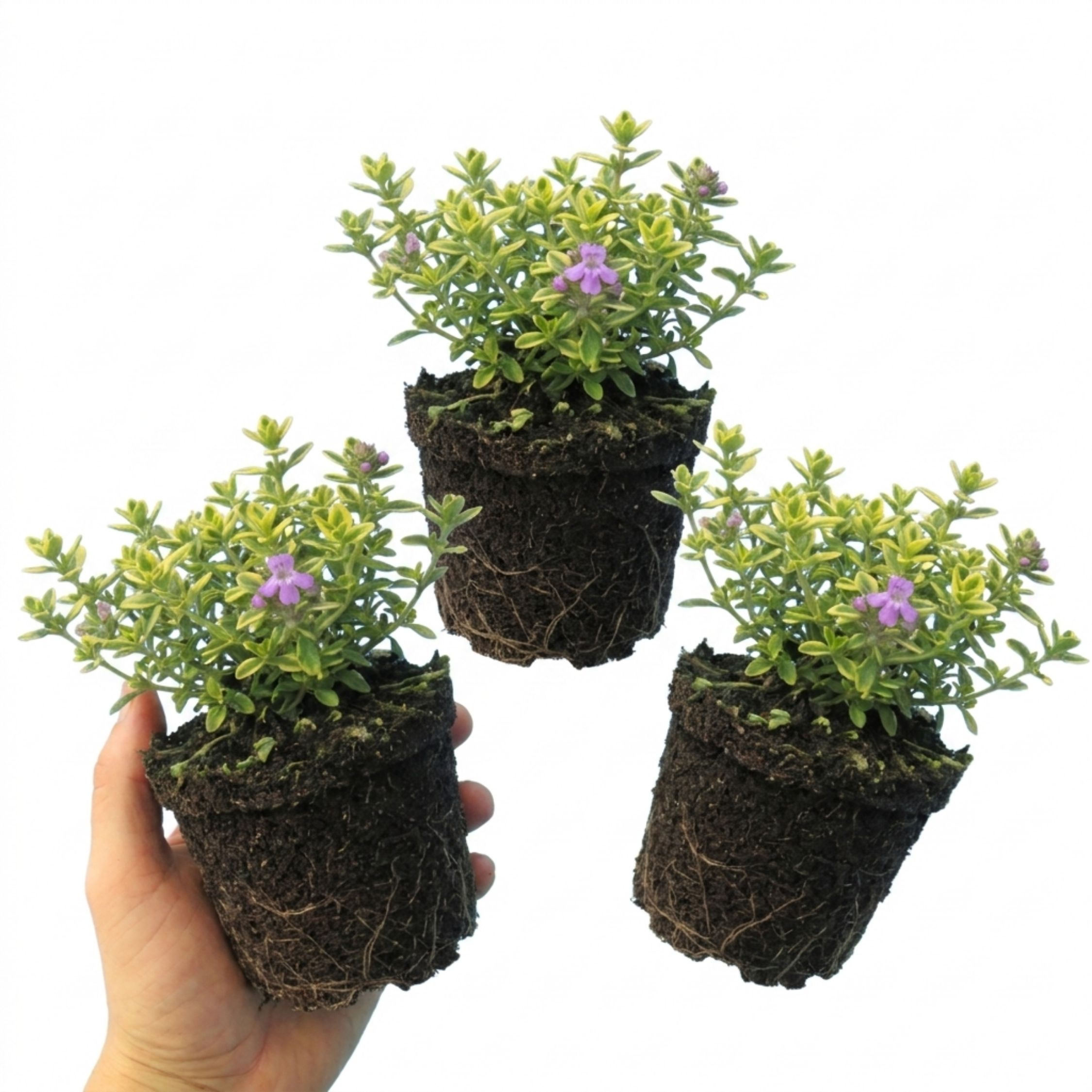 Thymus ‘Doone Valley’ — Hardy Evergreen Perennial Herb, Bee-Friendly, 1L Pot (Set of 3 or 6)