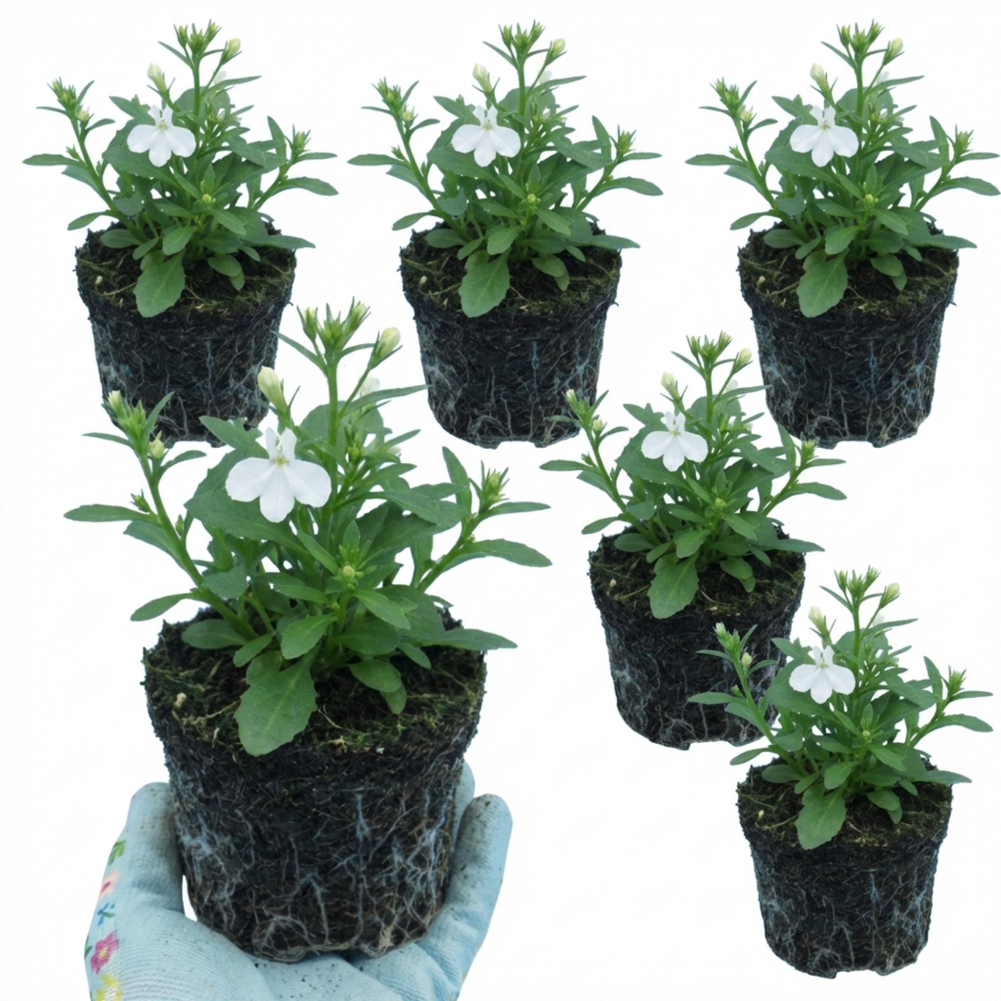 Lobelia 'Upright Sweet Springs White' — Half-Hardy Annual, Bee-Friendly, 10.5cm Pot (Set of 3 or 6)