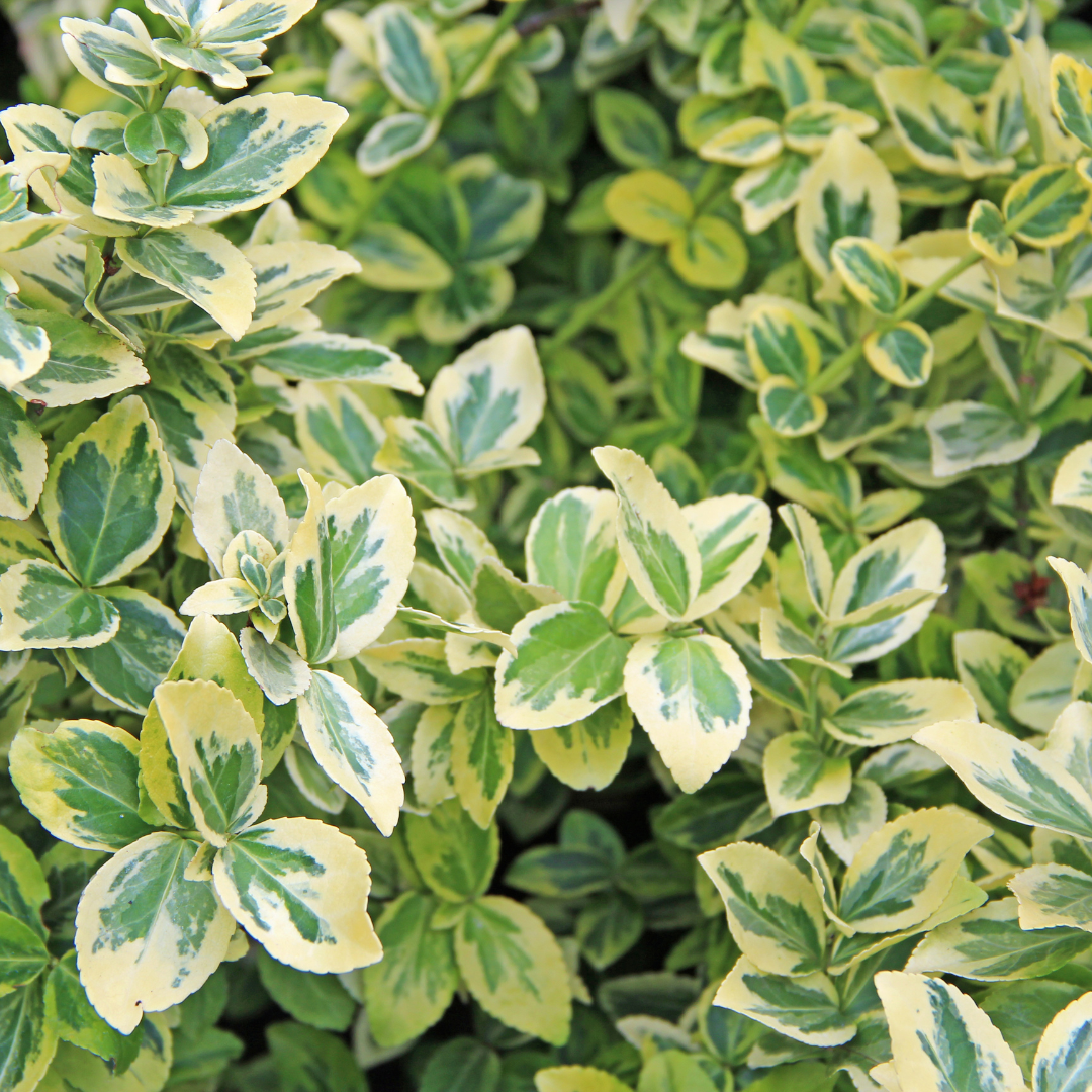 Evergreen Shrub Trio — Curated 3-Plant Set (Euonymus, Choisya, Hebe), 13cm Pots