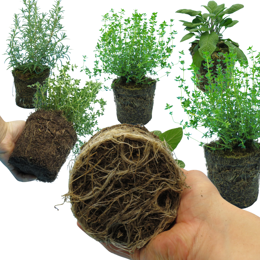Winter Cooking Herb Collection — Curated 3-Plant Set (Sage, Thyme, Rosemary), 13cm Pots