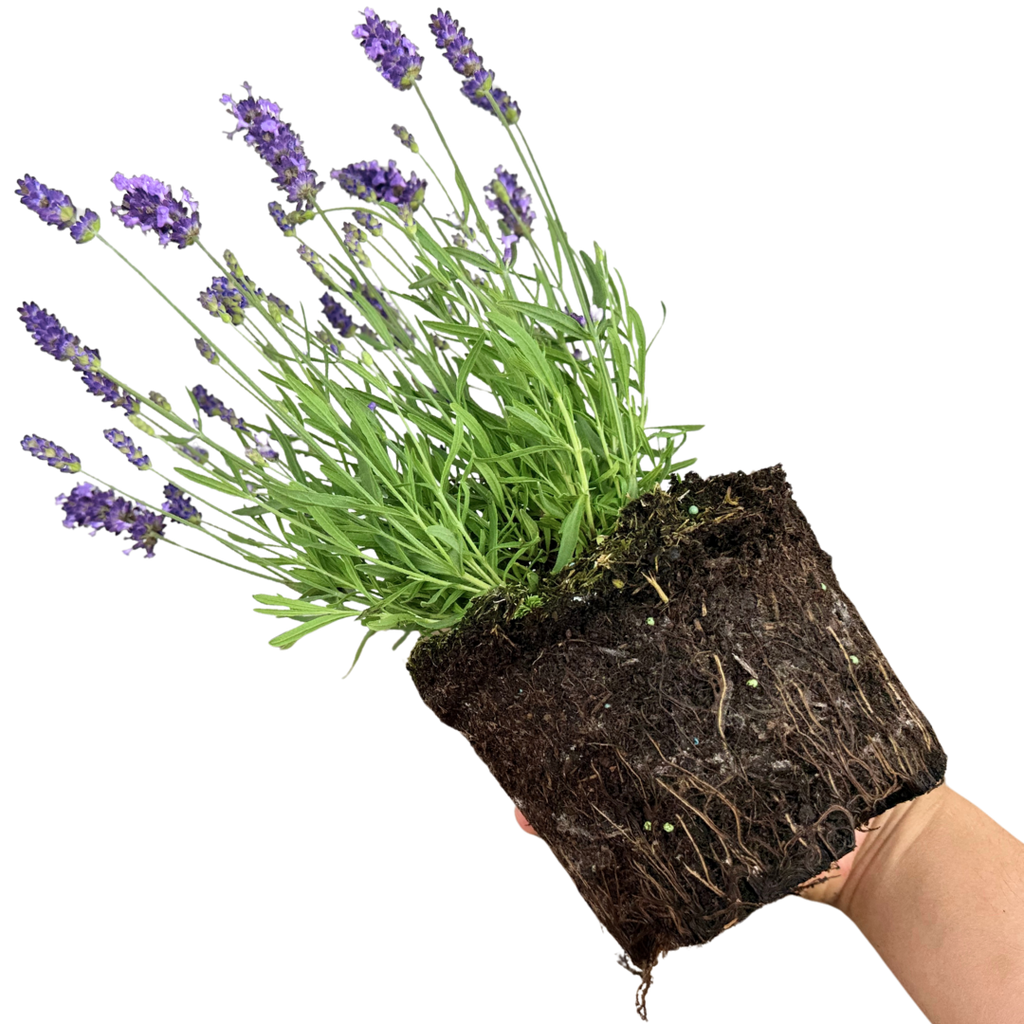 Lavandula ‘Hidcote Light Blue’ — Evergreen Aromatic Sub-Shrub, Bee-Friendly, 2L Pot