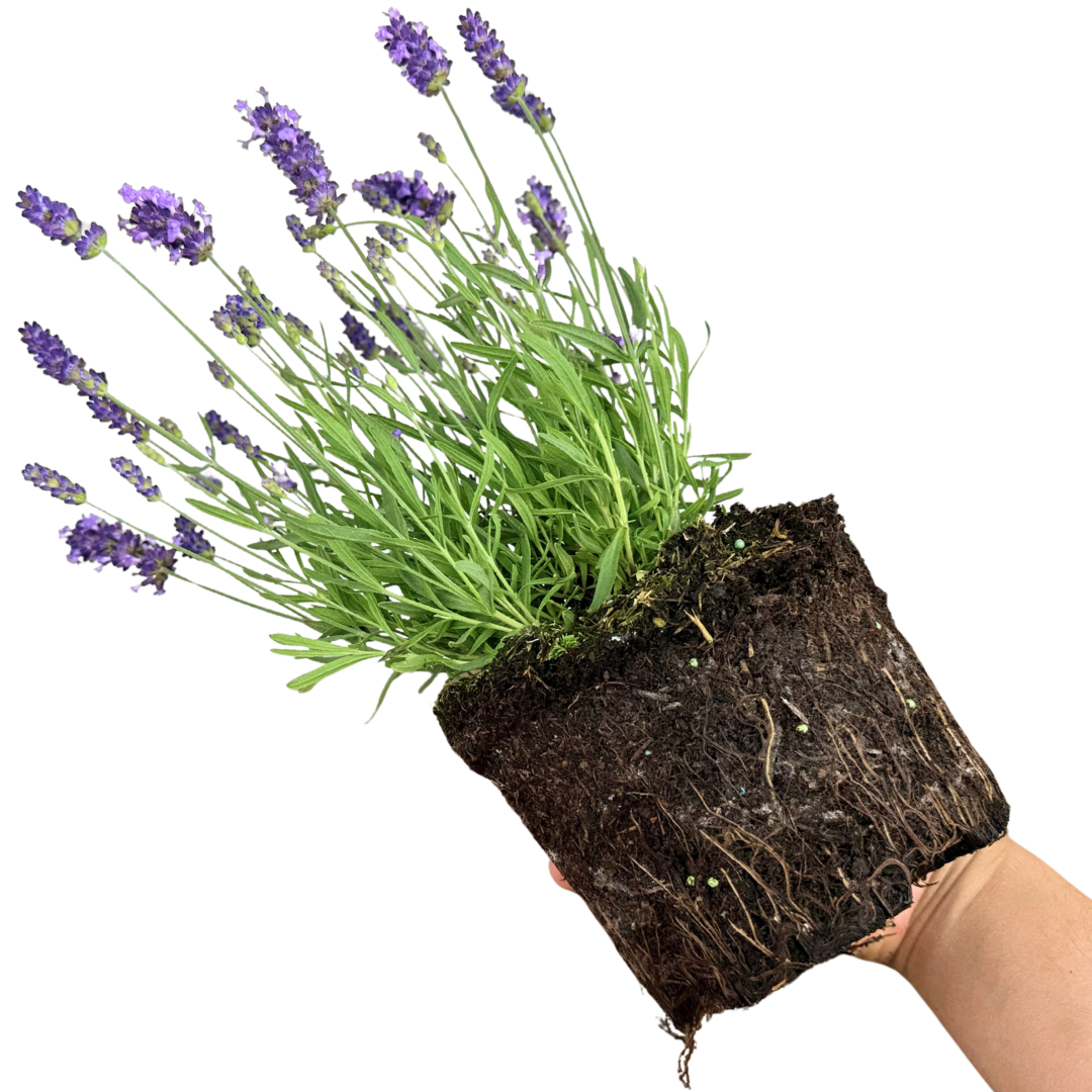 Lavandula ‘Hidcote Light Blue’ — Evergreen Aromatic Sub-Shrub, Bee-Friendly, 2L Pot