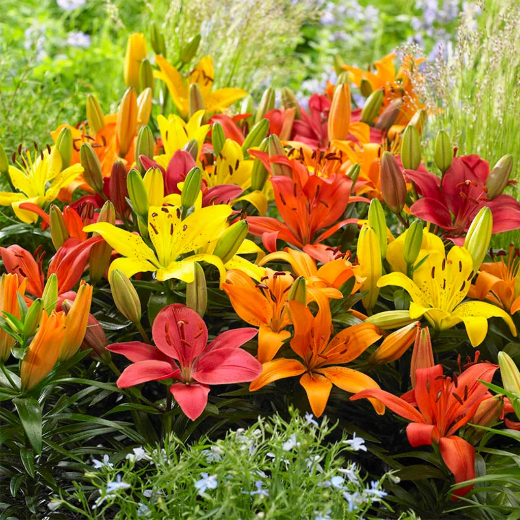 Lilium ‘Orange’ — Hardy Bulb, Bee-Friendly, 13cm Pot (Set of 3 or 6)