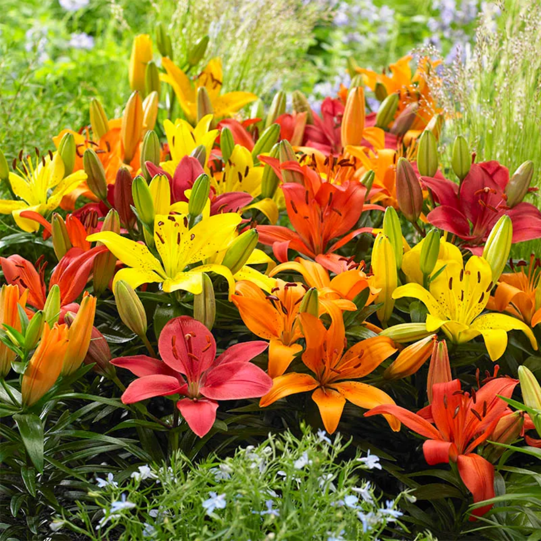 Lilium ‘Orange’ — Hardy Bulb, Bee-Friendly, 13cm Pot (Set of 3 or 6)