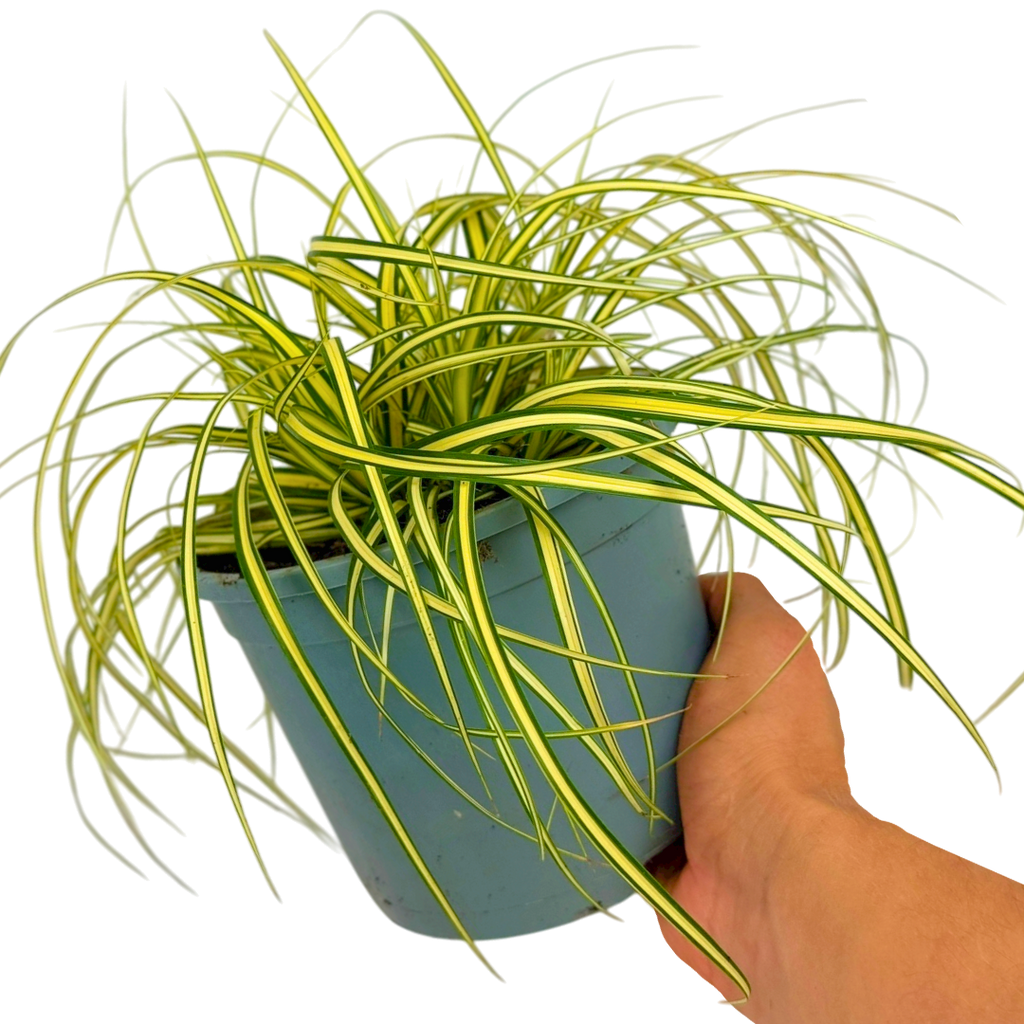Carex ‘Evergold’ — Hardy Perennial, Bee-Friendly, 2L Pot