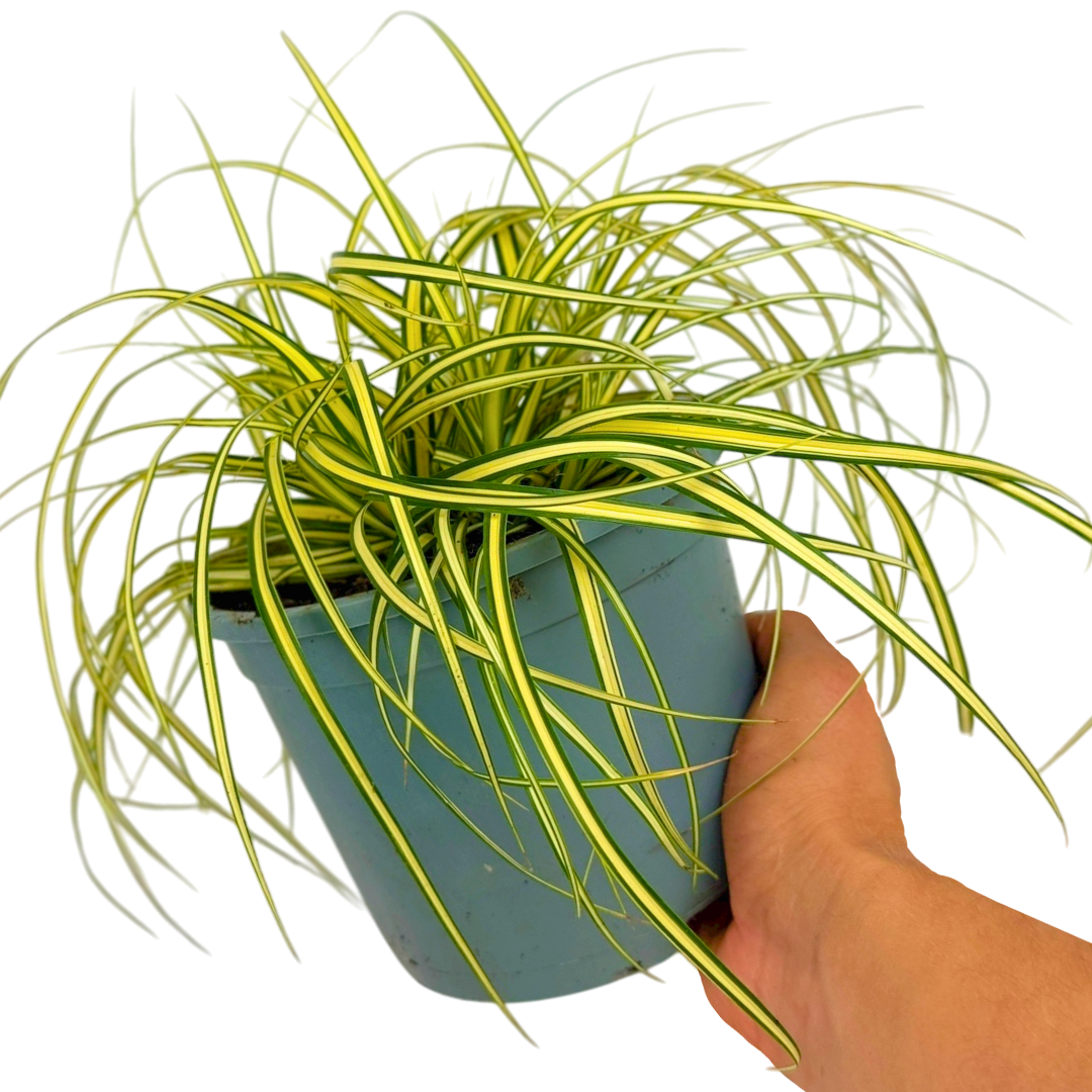 Carex ‘Evergold’ — Hardy Perennial, Bee-Friendly, 2L Pot