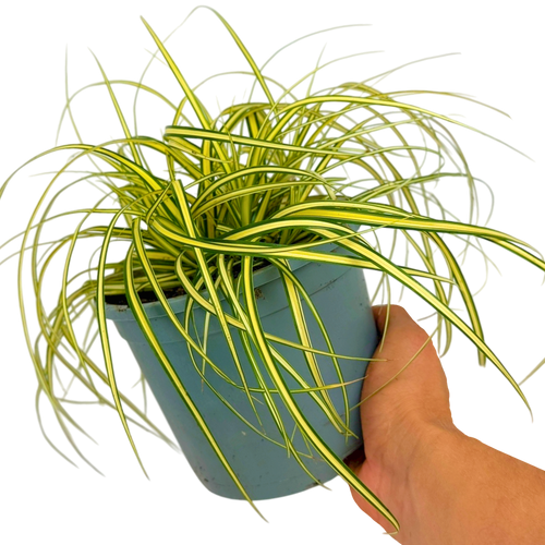 Carex ‘Evergold’ — Hardy Perennial, Bee-Friendly, 2L Pot