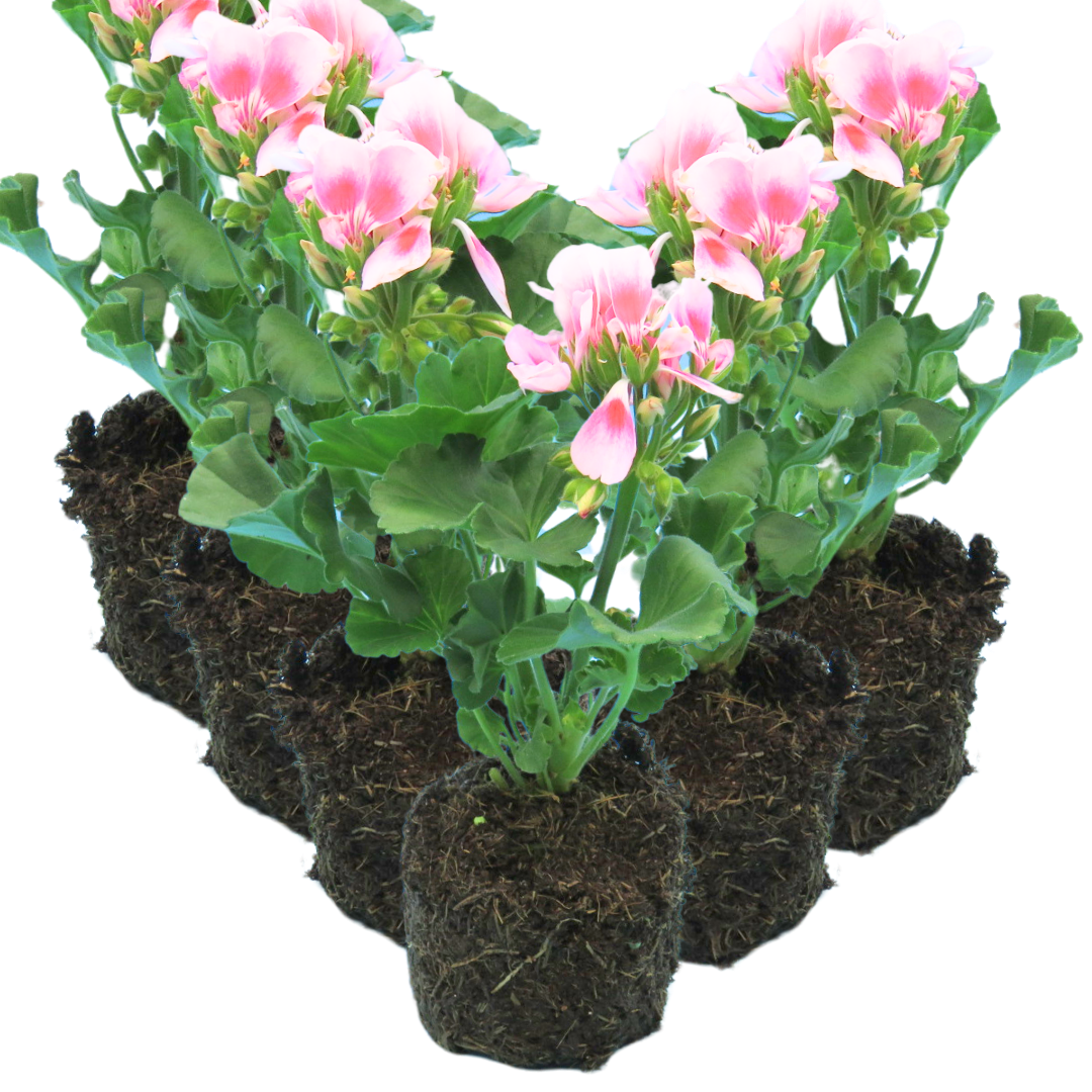 Pelargonium ‘Linus’ — Tender Perennial (grown as bedding), Bee-Friendly, 10.5cm Pot (Set of 3 or 6)