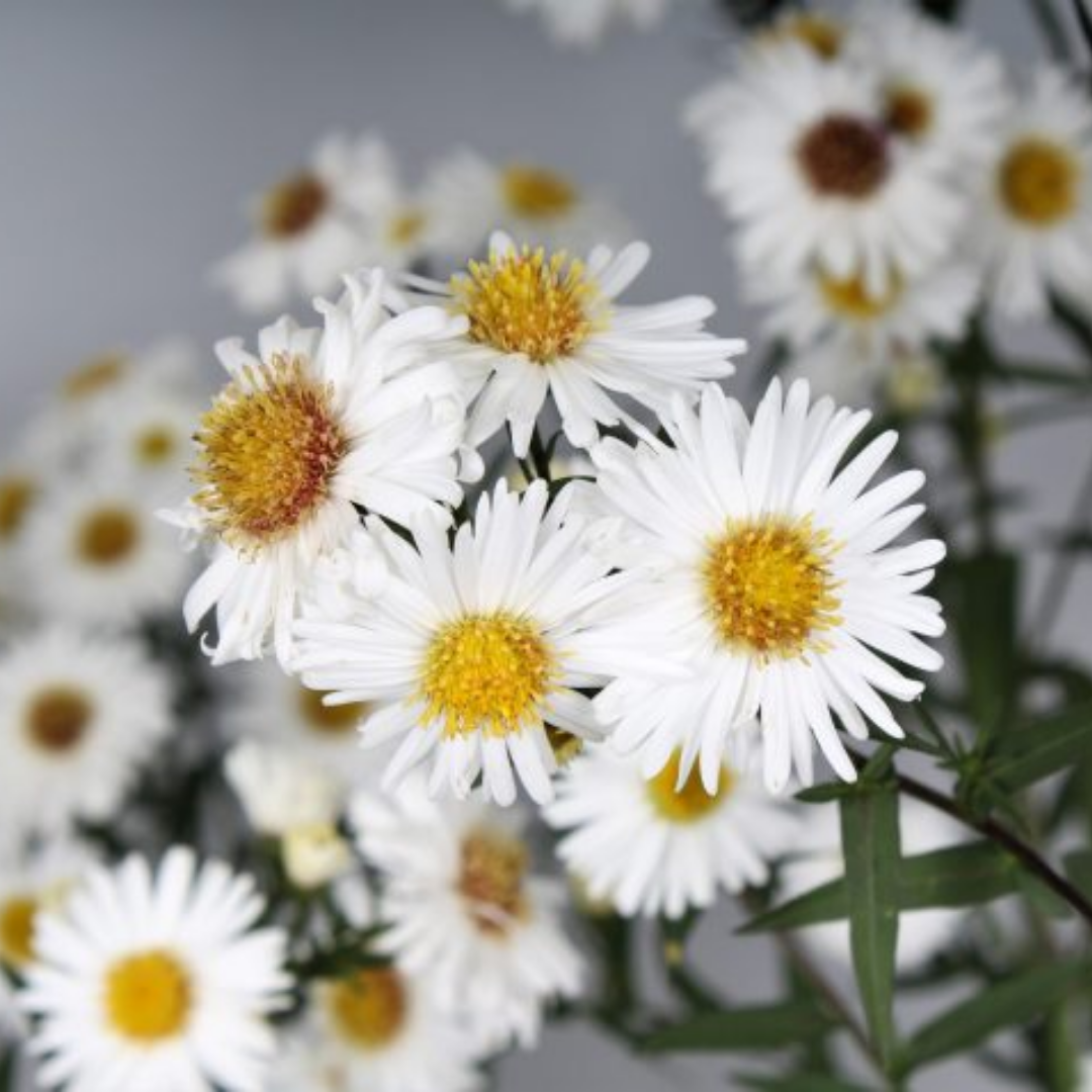 Aster ‘Alpha White’ — Hardy Perennial, 2L Pot