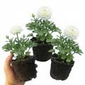 Ranunculus ‘Vortex White’ — Tuberous Herbaceous Perennial, Bee-Friendly, 1L Pot (Set of 3 or 6)