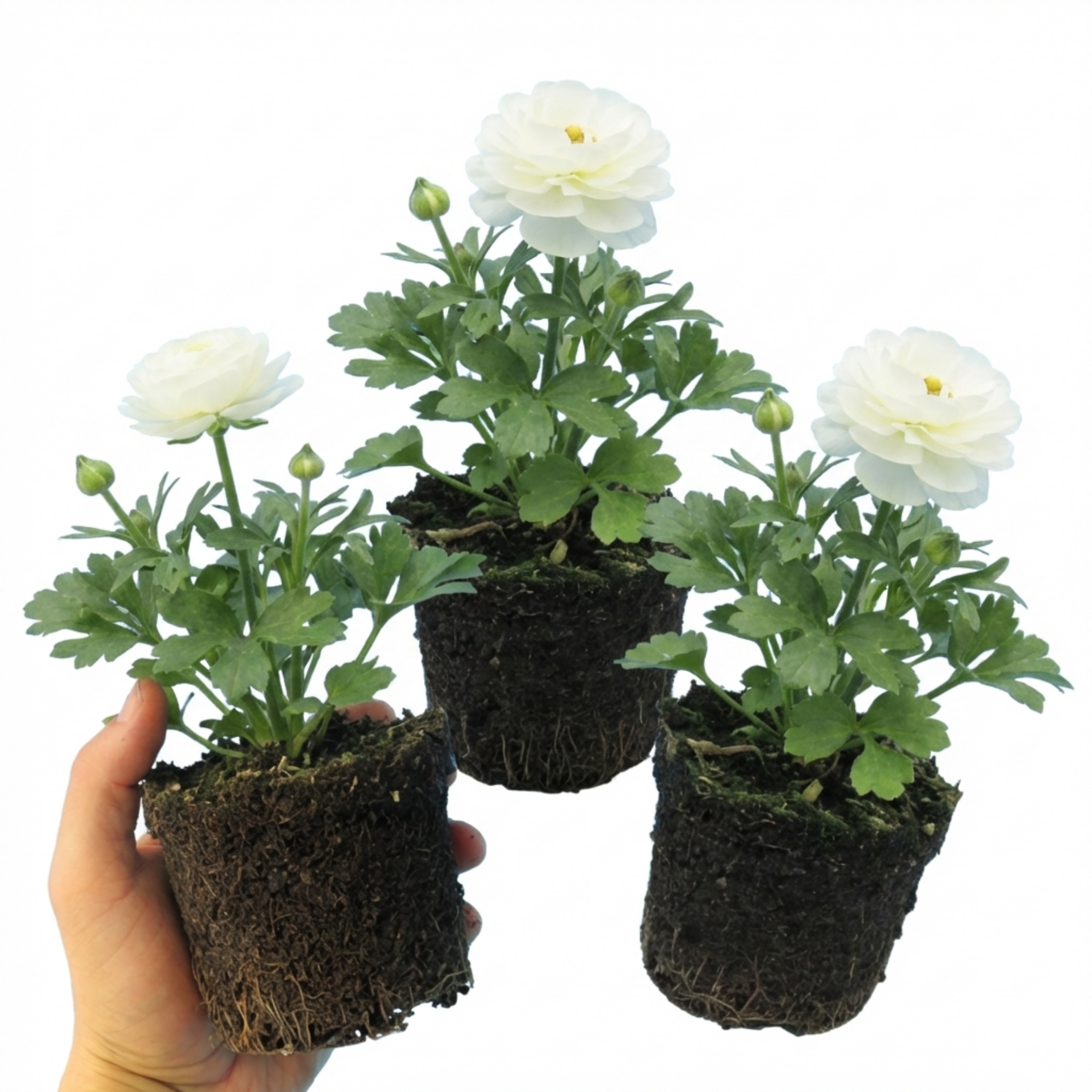 Ranunculus ‘Vortex White’ — Tuberous Herbaceous Perennial, Bee-Friendly, 1L Pot (Set of 3 or 6)