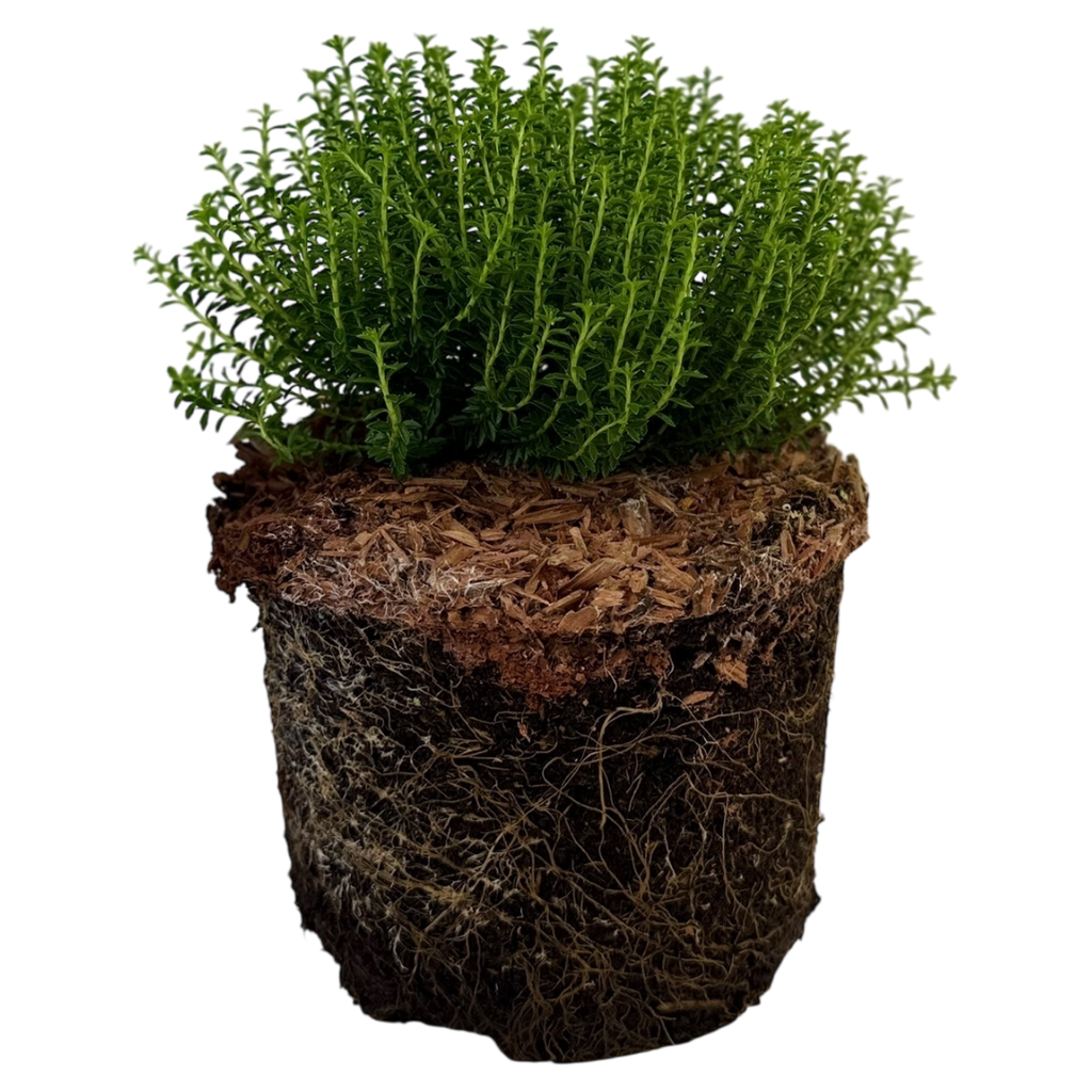 Hebe ‘Green Globe’ — Hardy Shrub, 2L Pot